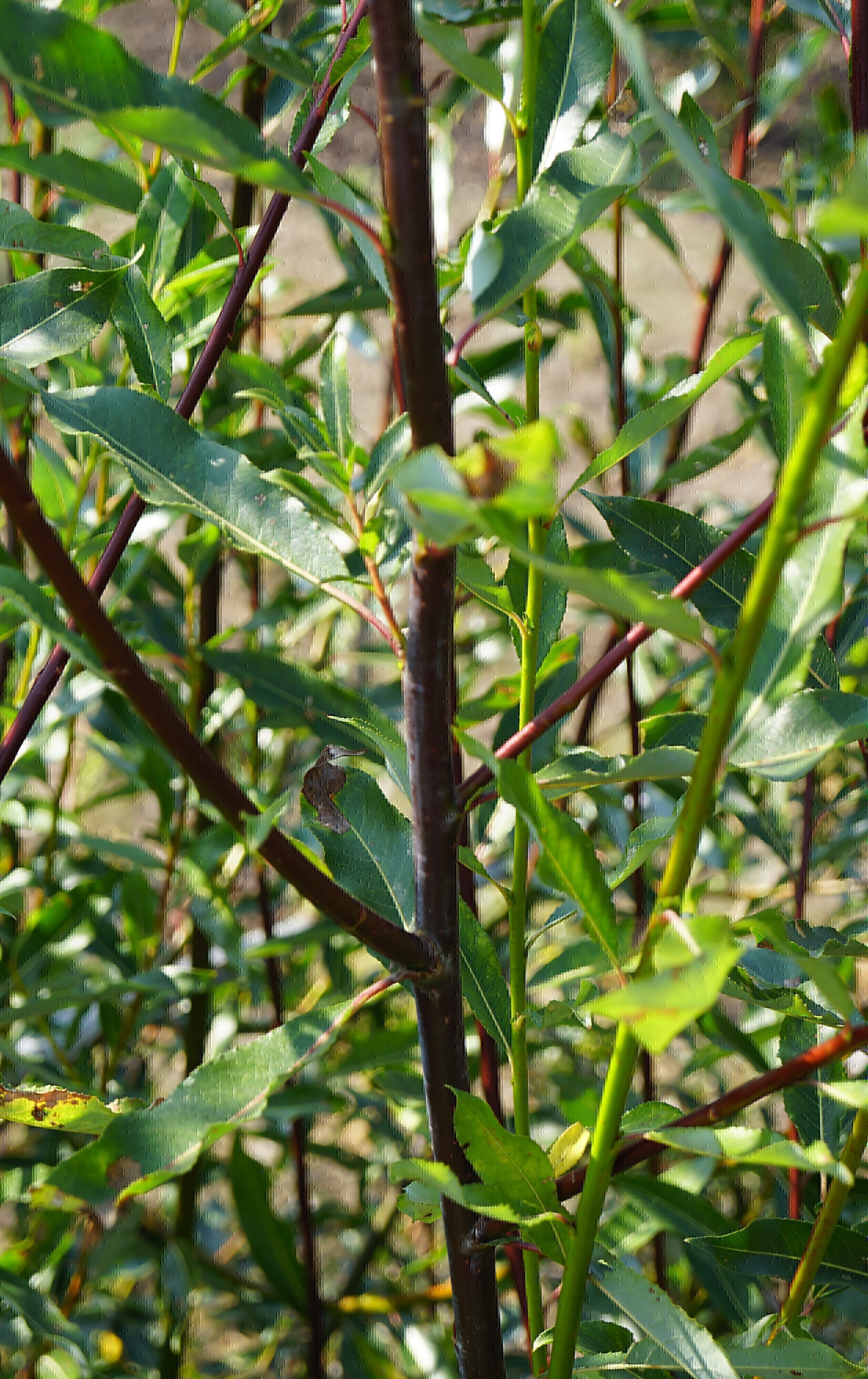 Salix daphnoides (3)